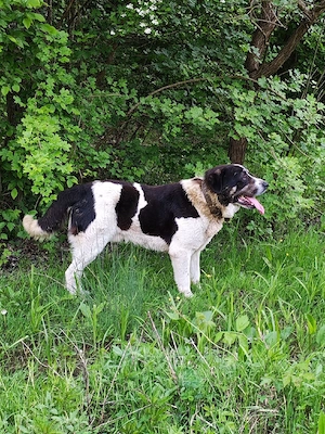 Asia Centrală Volkodav schimb cu animale