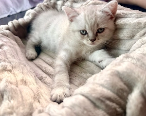 Baietel British shorthair silver shaded