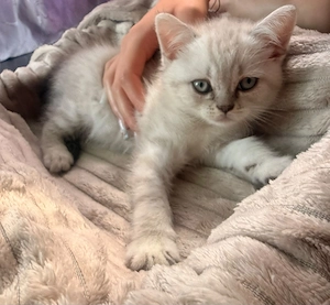 Baietel British shorthair silver shaded - imagine 4