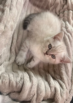 Baietel British shorthair silver shaded - imagine 3
