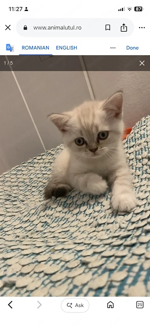 Baietel British shorthair silver shaded - imagine 5