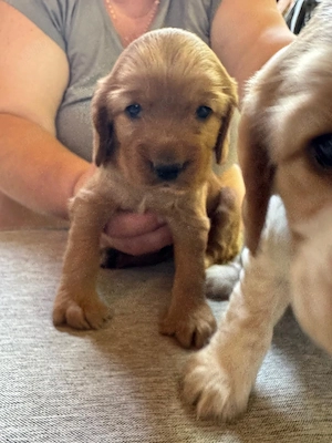 Vând puiuți cocker spaniel  - imagine 3