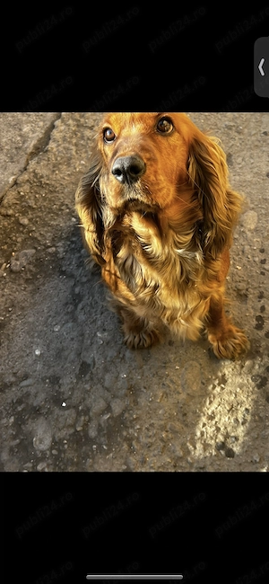 Vând puiuți cocker spaniel  - imagine 5