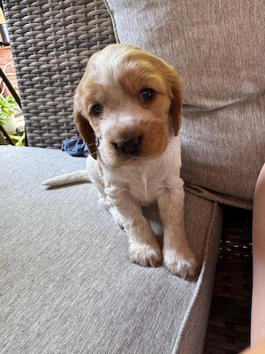 Vând puiuți cocker spaniel  - imagine 2
