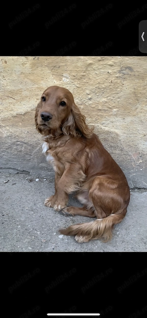 Vând puiuți cocker spaniel  - imagine 6