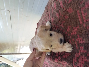 catei bichon maltez - imagine 4