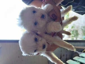 catei bichon maltez - imagine 3