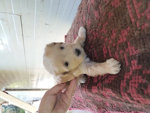 catei bichon maltez - imagine 5