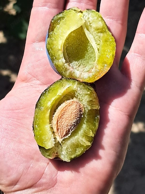 Prune de compot dulceata
