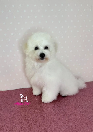 Pui Bichon frise  - imagine 3