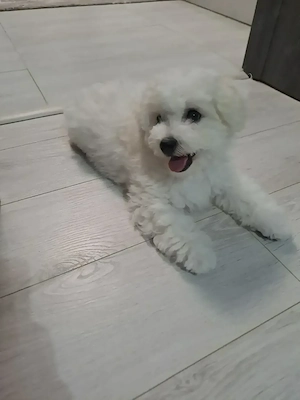 Pui Bichon frise  - imagine 4