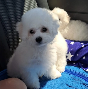 Pui Bichon frise  - imagine 2