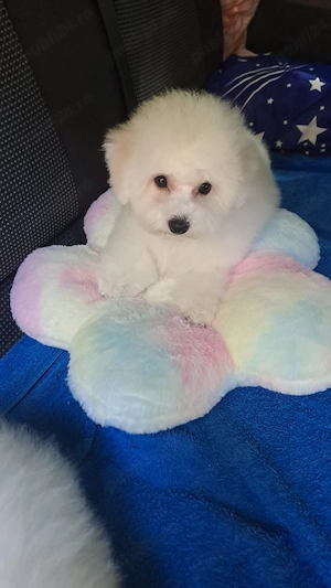 Pui Bichon frise 