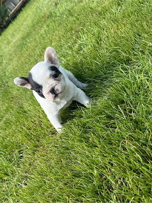 Bulldog Francez 