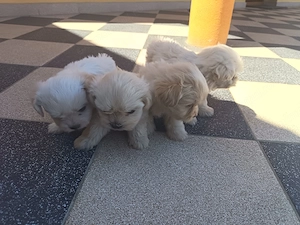 Pui de bichon maltez - imagine 2
