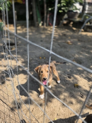 Donez 2 cățeluși (mamă fox terrier) - imagine 5