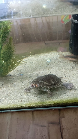 Vând Țestoasă de apă (Țestoasă de Hartă de Mississippi)   10 cm