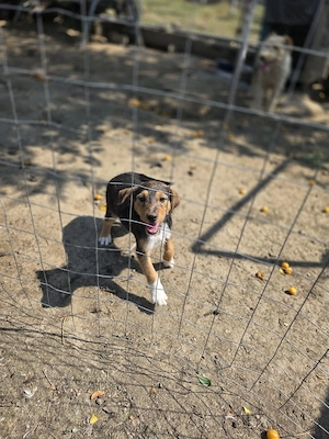 Donez 2 cățeluși (mamă fox terrier) - imagine 4