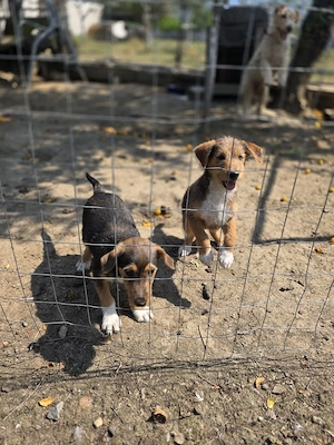 Donez 2 cățeluși (mamă fox terrier)