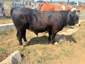 Vând t uraş angus 