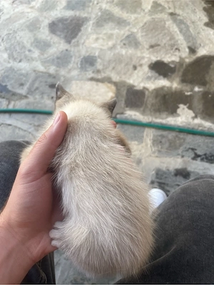 vand pui de pisica siamenză