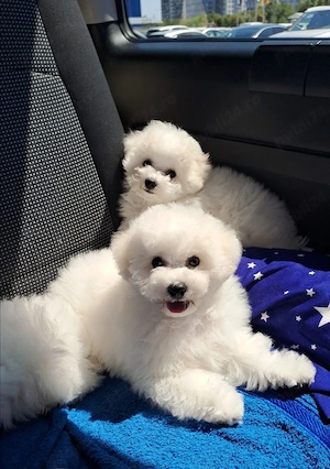 Pui Bichon frise  - imagine 5