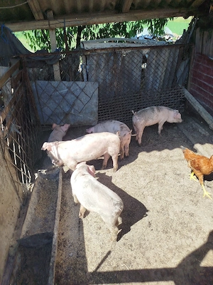 Purcei 13 săptămâni 
