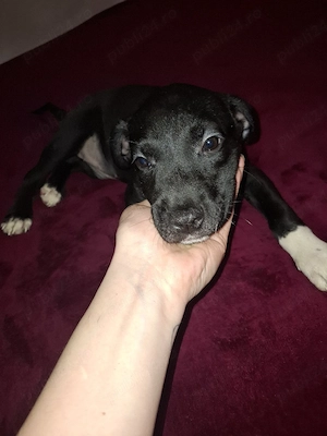vand pui Amstaff - imagine 2