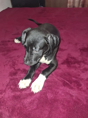 vand pui Amstaff - imagine 3