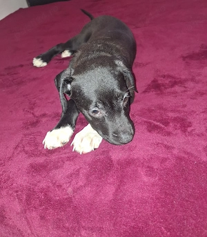 vand pui Amstaff