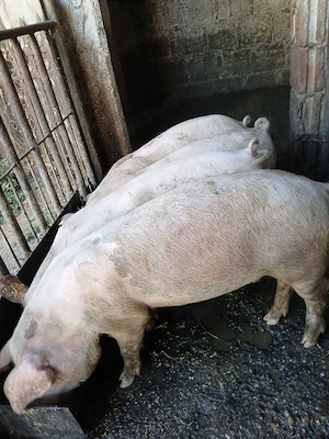 Șoldani, buni pt rotisor!