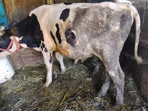 vitel de vanzare
