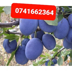 Prune pentru consum sau gem de vanzare 