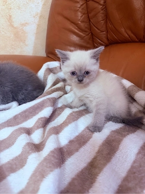 British Shorthair Colorpoint !  - imagine 4