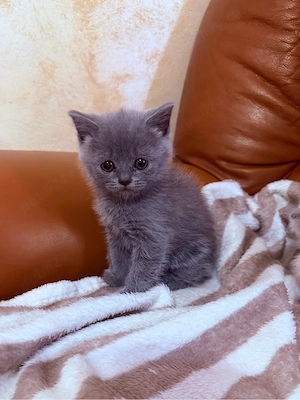 British Shorthair Colorpoint !  - imagine 2