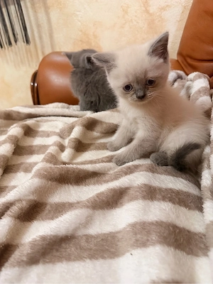 British Shorthair Colorpoint !  - imagine 3