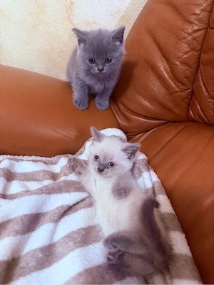 British Shorthair Colorpoint !  - imagine 5