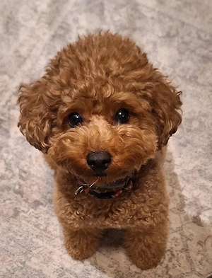 pui de poodle 