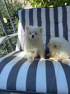 pomeranian pitz pitic - imagine 2