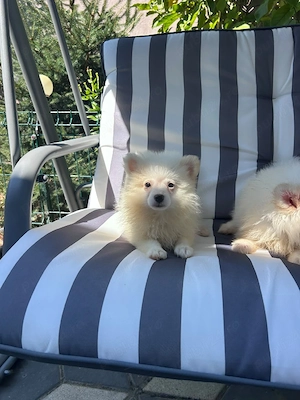pomeranian pitz pitic - imagine 3