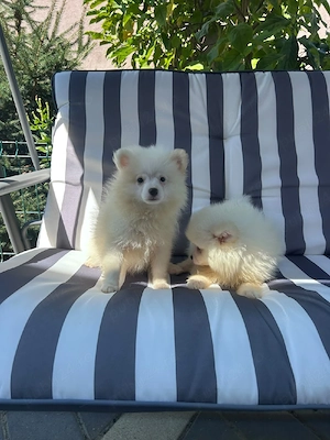 pomeranian pitz pitic - imagine 4