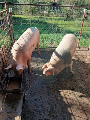 Vind porci . - imagine 4