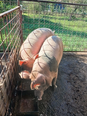 Vind porci .