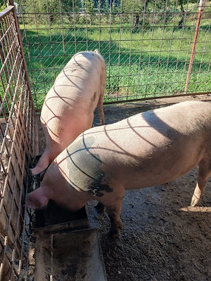 Vind porci . - imagine 2
