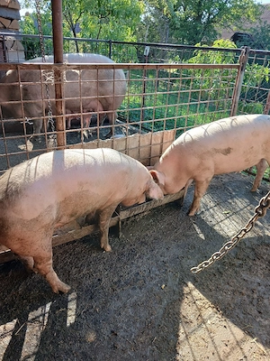Vind porci . - imagine 3