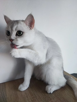 British shorthair , părinți cu pedigree  - imagine 5