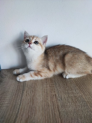 British shorthair , părinți cu pedigree  - imagine 4
