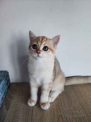 British shorthair 