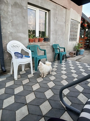 pomeranian spitz pitic - imagine 2