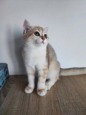 British shorthair , părinți cu pedigree  - imagine 2
